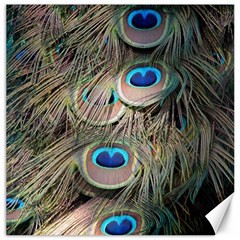 Colorful Peacock Feathers Background Canvas 12  X 12   by Simbadda