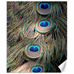 Colorful Peacock Feathers Background Canvas 20  X 24   by Simbadda