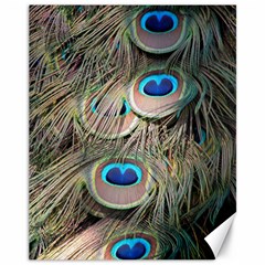 Colorful Peacock Feathers Background Canvas 11  X 14   by Simbadda