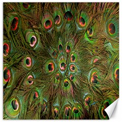 Peacock Feathers Green Background Canvas 12  X 12   by Simbadda