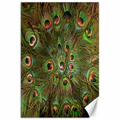 Peacock Feathers Green Background Canvas 20  X 30   by Simbadda