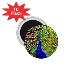 Graphic Painting Of A Peacock 1 75  Magnets (10 Pack)  by Simbadda