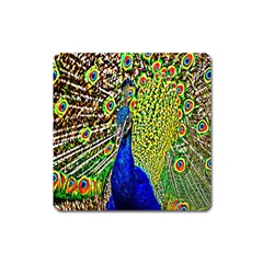 Graphic Painting Of A Peacock Square Magnet by Simbadda