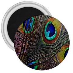 Peacock Feathers 3  Magnets by Simbadda