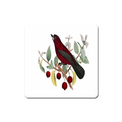 Bird On Branch Illustration Square Magnet by Amaryn4rt