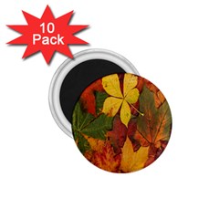 Colorful Autumn Leaves Leaf Background 1 75  Magnets (10 Pack) 