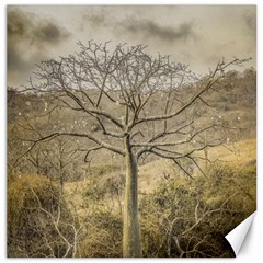 Ceiba Tree At Dry Forest Guayas District   Ecuador Canvas 12  X 12   by dflcprints