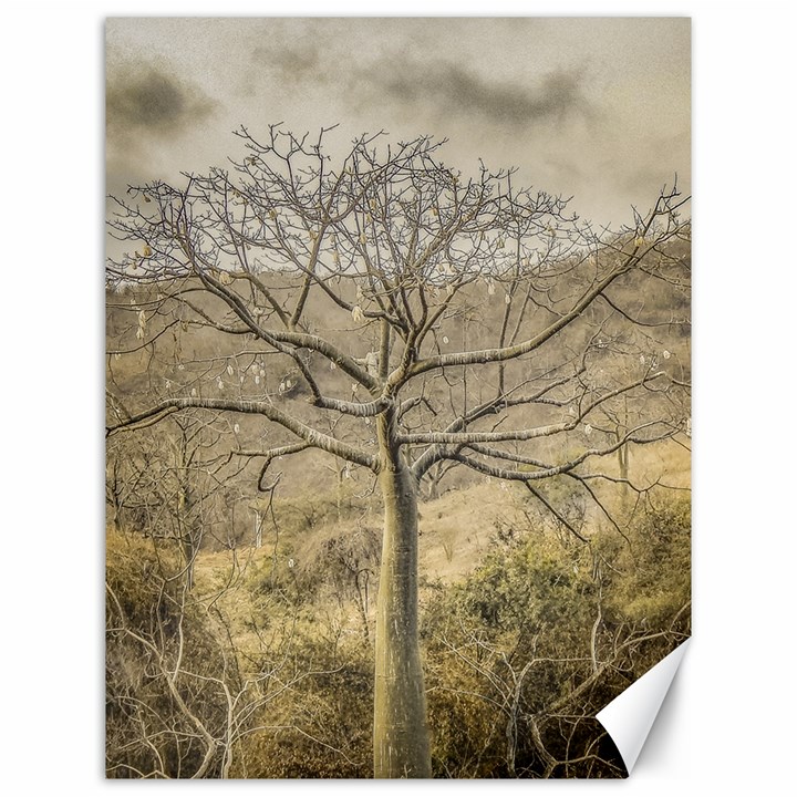 Ceiba Tree At Dry Forest Guayas District   Ecuador Canvas 12  x 16  