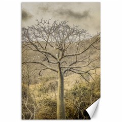 Ceiba Tree At Dry Forest Guayas District   Ecuador Canvas 24  X 36  by dflcprints