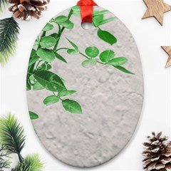 Plants Over Wall Ornament (oval) by dflcprints