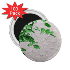 Plants Over Wall 2 25  Magnets (100 Pack)  by dflcprints