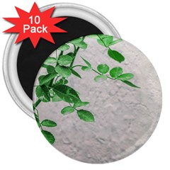 Plants Over Wall 3  Magnets (10 Pack)  by dflcprints