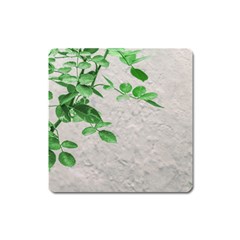 Plants Over Wall Square Magnet by dflcprints