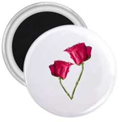 Red Roses Photo 3  Magnets by dflcprints