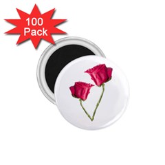 Red Roses Photo 1 75  Magnets (100 Pack)  by dflcprints