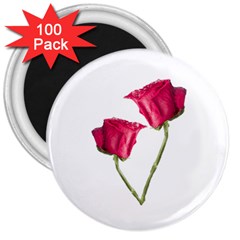 Red Roses Photo 3  Magnets (100 Pack)