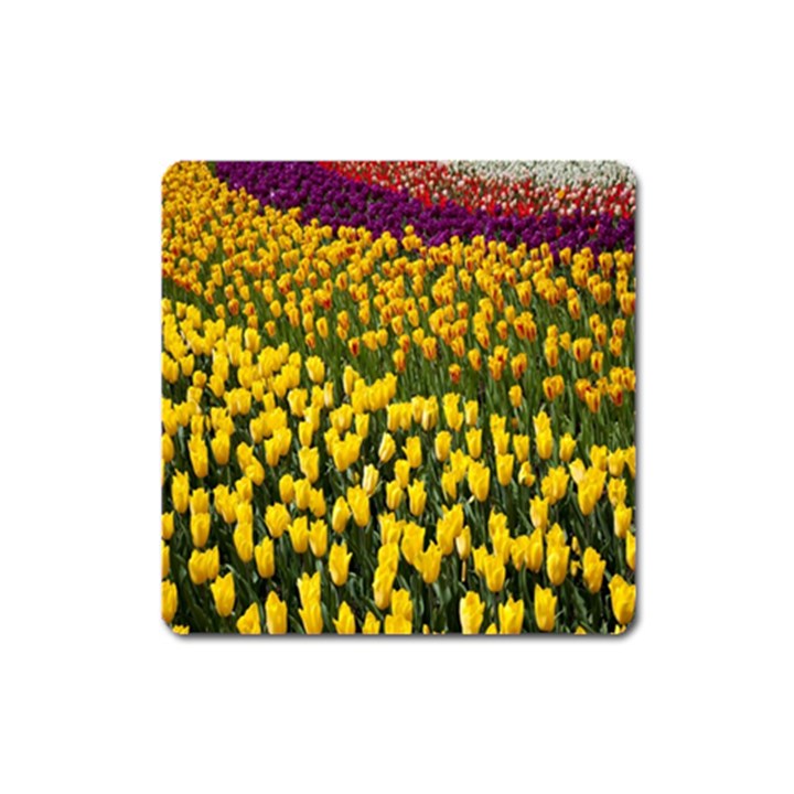 Colorful Tulips In Keukenhof Gardens Wallpaper Square Magnet