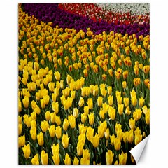 Colorful Tulips In Keukenhof Gardens Wallpaper Canvas 11  X 14   by Simbadda