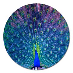 Amazing Peacock Magnet 5  (round) by Simbadda