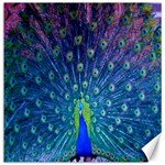 Amazing Peacock Canvas 12  x 12   11.4 x11.56  Canvas - 1