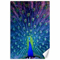 Amazing Peacock Canvas 12  X 18   by Simbadda