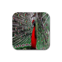 Red Peacock Rubber Square Coaster (4 Pack)  by Simbadda