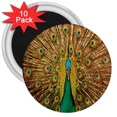 Peacock Bird Feathers 3  Magnets (10 Pack)  by Simbadda