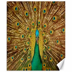 Peacock Bird Feathers Canvas 8  X 10  by Simbadda