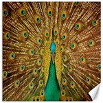 Peacock Bird Feathers Canvas 12  x 12   11.4 x11.56  Canvas - 1