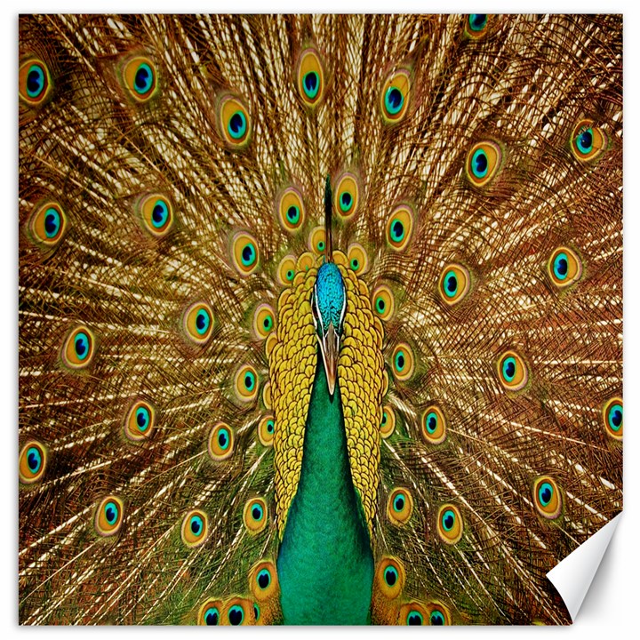 Peacock Bird Feathers Canvas 12  x 12  