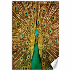 Peacock Bird Feathers Canvas 12  X 18   by Simbadda