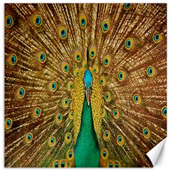 Peacock Bird Feathers Canvas 20  X 20   by Simbadda