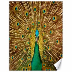 Peacock Bird Feathers Canvas 18  X 24   by Simbadda