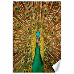 Peacock Bird Feathers Canvas 24  X 36  by Simbadda