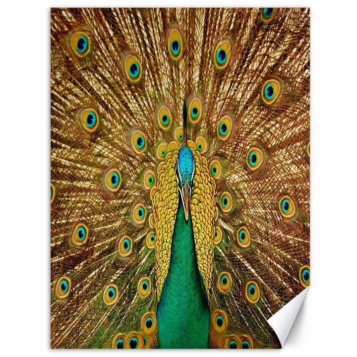 Peacock Bird Feathers Canvas 36  x 48  