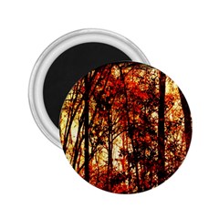 Forest Trees Abstract 2 25  Magnets by Nexatart