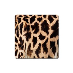 Yellow And Brown Spots On Giraffe Skin Texture Square Magnet by Nexatart