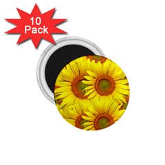 Sunflowers Background Wallpaper Pattern 1 75  Magnets (10 Pack)  by Nexatart