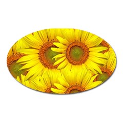 Sunflowers Background Wallpaper Pattern Oval Magnet by Nexatart