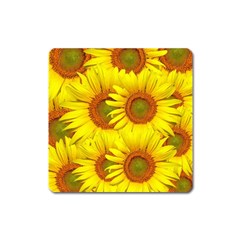 Sunflowers Background Wallpaper Pattern Square Magnet by Nexatart