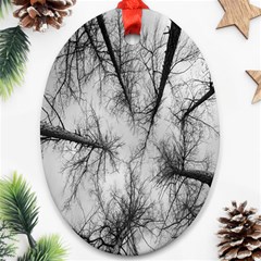 Trees Without Leaves Ornament (oval) by Nexatart