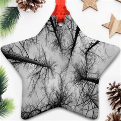 Trees Without Leaves Ornament (star) by Nexatart