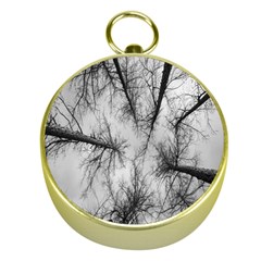 Trees Without Leaves Gold Compasses by Nexatart