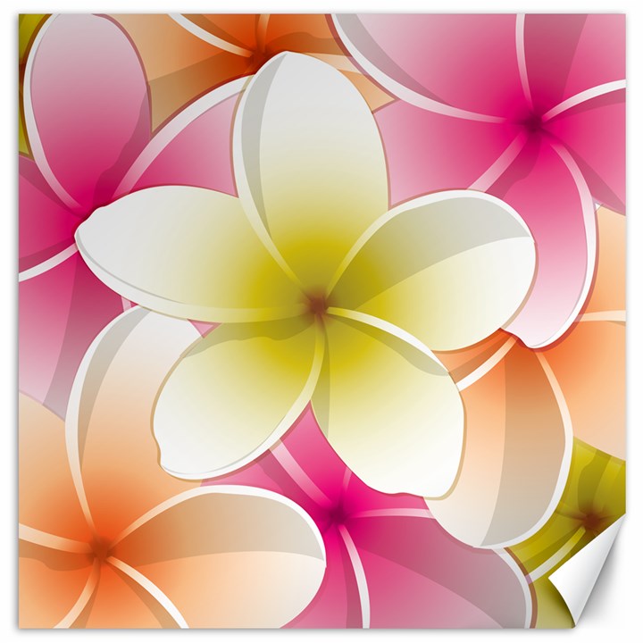 Frangipani Flower Floral White Pink Yellow Canvas 16  x 16  