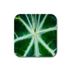 Green Leaf Macro Detail Rubber Square Coaster (4 Pack)  by Nexatart