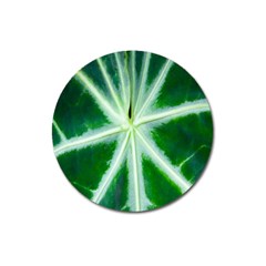 Green Leaf Macro Detail Magnet 3  (round) by Nexatart