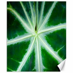 Green Leaf Macro Detail Canvas 8  X 10  by Nexatart