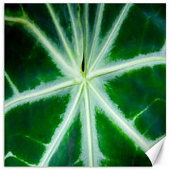 Green Leaf Macro Detail Canvas 12  X 12   by Nexatart