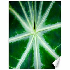 Green Leaf Macro Detail Canvas 18  X 24   by Nexatart