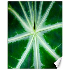 Green Leaf Macro Detail Canvas 11  X 14   by Nexatart